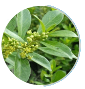 Gymnema sylvestre